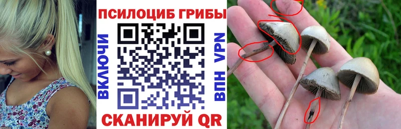 Галлюциногенные грибы Psilocybine cubensis Весьегонск